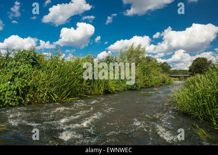 Col du poisson dans la rivière hunte, oldenbuger terre près de goldenstedt, Basse-Saxe, Allemagne Banque D'Images