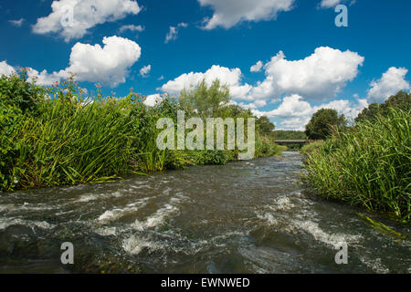 Col du poisson dans la rivière hunte, oldenbuger terre près de goldenstedt, Basse-Saxe, Allemagne Banque D'Images