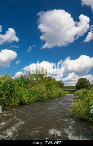 Col du poisson dans la rivière hunte, oldenbuger terre près de goldenstedt, Basse-Saxe, Allemagne Banque D'Images