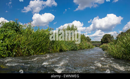 Col du poisson dans la rivière hunte, oldenbuger terre près de goldenstedt, Basse-Saxe, Allemagne Banque D'Images