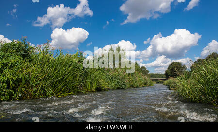 Col du poisson dans la rivière hunte, oldenbuger terre près de goldenstedt, Basse-Saxe, Allemagne Banque D'Images