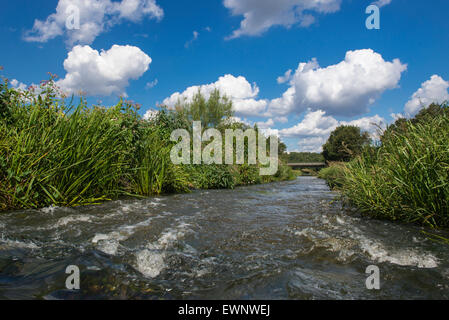 Col du poisson dans la rivière hunte, oldenbuger terre près de goldenstedt, Basse-Saxe, Allemagne Banque D'Images