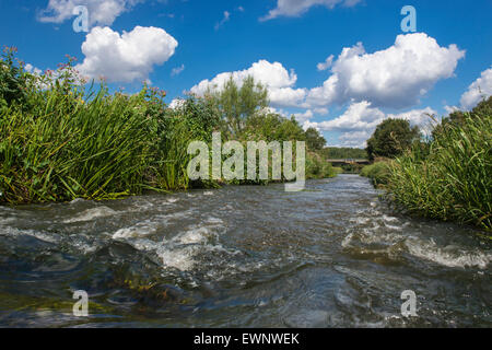 Col du poisson dans la rivière hunte, oldenbuger terre près de goldenstedt, Basse-Saxe, Allemagne Banque D'Images