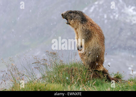 Marmotte alpine, Marmota marmota, parc national du Hohe Tauern, l'autriche Banque D'Images