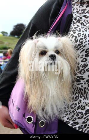 Une femme porte son chien dans son sac à main, England, UK Banque D'Images