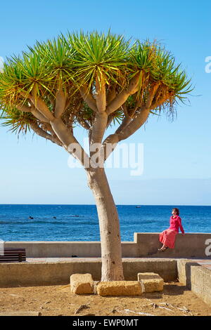 Dracaena draco, Tenerife, Canaries, Espagne Banque D'Images