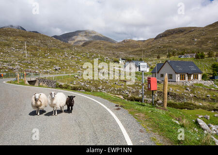 Le Nord Harris montagnes, Isle of Harris, Hébrides extérieures, en Écosse, au Royaume-Uni, avec des maisons et des moutons crofting sur la route. Banque D'Images