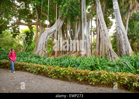 Ficus Arbre, jardin botanique, Puerto de la Cruz, Tenerife, Canaries, Espagne Banque D'Images