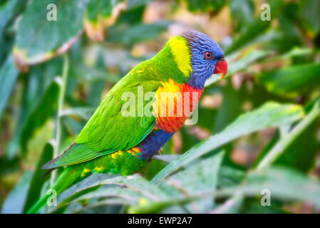 En Parrot Loro Parque, Puerto de la Cruz, Tenerife, Canaries, Espagne Banque D'Images