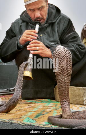 Charmeur de serpent sur place Jamma el Fna avec cobras recroquevillée sur le sol. Marrakech, Maroc Banque D'Images