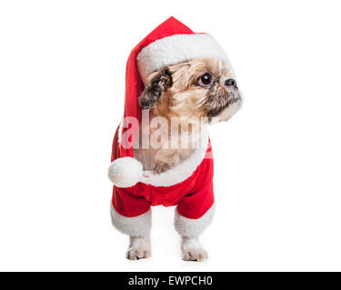Lhassa Apso Chien sur un fond blanc Banque D'Images