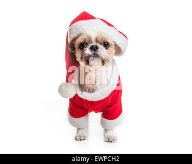 Lhassa Apso Chien sur un fond blanc Banque D'Images
