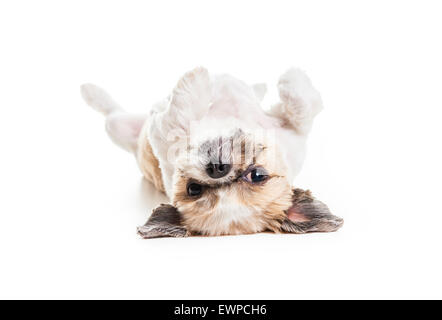 Lhassa Apso Chien sur un fond blanc Banque D'Images