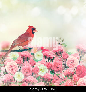 Le Cardinal rouge à Rose Garden Perchoirs d'oiseaux Banque D'Images