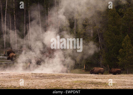 Un troupeau de bisons américains marche à travers des geysers et de la brume. Banque D'Images