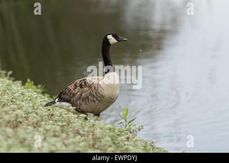 La bernache du Canada, Branta canadensis maxima, au bord d'un étang au printemps Banque D'Images