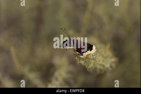 Cape de deuil, Nymphalis antiopa papillon, au printemps Banque D'Images