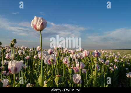 Soleil du soir sur la magnifique rose blanche dans le champ de coquelicots Banque D'Images