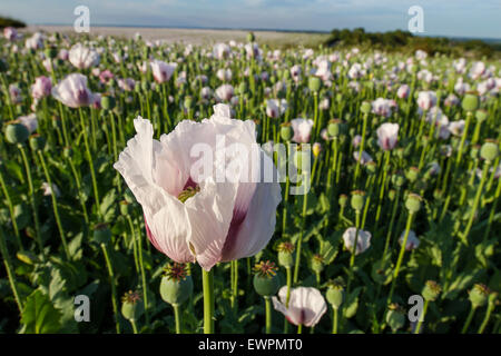 Belle Rose blanche dans le champ des cultures de pavot au coucher du soleil Banque D'Images