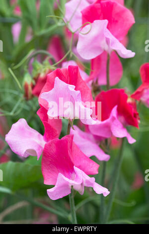 Lathyrus odoratus, pois de 'Duo' fleurit de saumon Banque D'Images
