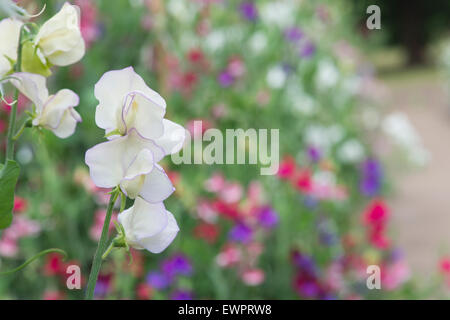 Lathyrus odoratus, Pois de Senteur 'fleurs' Banque D'Images