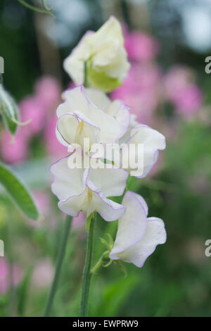 Lathyrus odoratus, Pois de Senteur 'fleurs' Banque D'Images