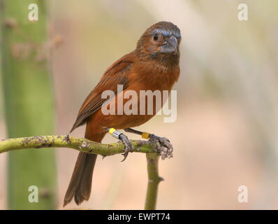 Femmes sud-américain Ultramarie (Cyanocompsa brissonii Grosbeak, Melanotrochilus brissonii). Banque D'Images