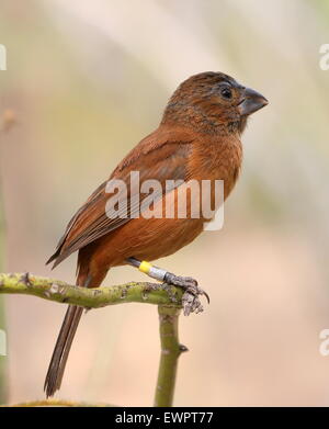 Femmes sud-américain Ultramarie (Cyanocompsa brissonii Grosbeak, Melanotrochilus brissonii). Banque D'Images