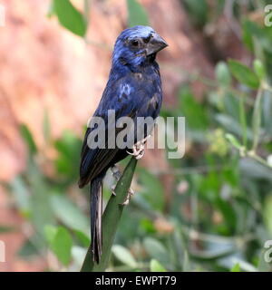 Hommes sud-américain Ultramarie (Cyanocompsa brissonii Grosbeak, Melanotrochilus brissonii). Banque D'Images