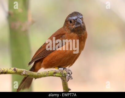 Femmes sud-américain Ultramarie (Cyanocompsa brissonii Grosbeak, Melanotrochilus brissonii). Banque D'Images