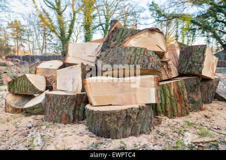 Gros Chêne scié le tronc des arbres dans les parties situées entre dans la pile comme Banque D'Images