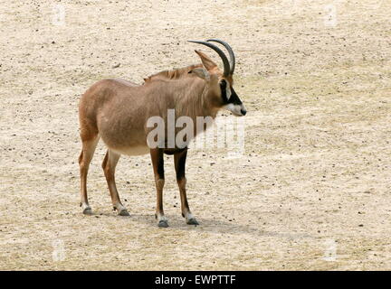 L'Afrique de l'homme de l'antilope rouanne (Hippotragus equinus), la plus grande d'antilopes Banque D'Images