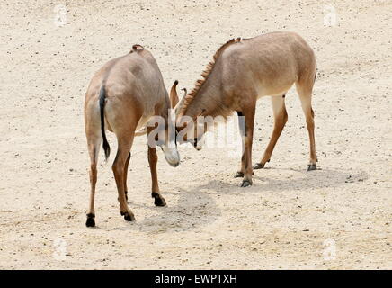 Les antilopes rouan masculins (Hippotragus equinus) cornes de verrouillage Banque D'Images