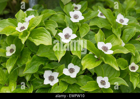 Cornus canadensis Banque D'Images