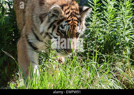 Le Tierpark Berlin, Allemagne. 29 Juin, 2015. Tigre femelle Alisha explore le boîtier à l'air libre pour la première fois au Tierpark Berlin, Allemagne, 29 juin 2015. Photo : Paul Zinken/dpa/Alamy Live News Banque D'Images