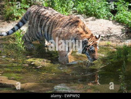 Le Tierpark Berlin, Allemagne. 29 Juin, 2015. Tigre femelle Alisha explore le boîtier à l'air libre pour la première fois au Tierpark Berlin, Allemagne, 29 juin 2015. Photo : Paul Zinken/dpa/Alamy Live News Banque D'Images