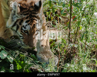 Le Tierpark Berlin, Allemagne. 29 Juin, 2015. Tigre femelle Alisha explore le boîtier à l'air libre pour la première fois au Tierpark Berlin, Allemagne, 29 juin 2015. Photo : Paul Zinken/dpa/Alamy Live News Banque D'Images