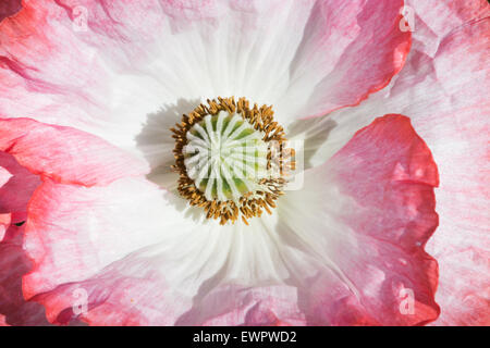 Shirley poppy rose et blanc Banque D'Images