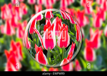 Sphère de verre rouge-blanc avec fleurs tulipes au champ à Keukenhof Holland Banque D'Images