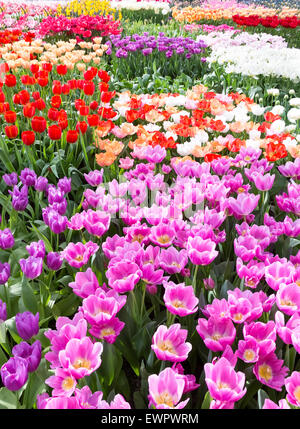 Champ de fleurs avec groupe de différentes couleurs de tulipes à Keukenhof Holland Banque D'Images