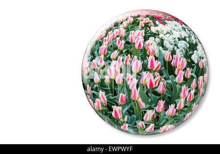 Avec boule de cristal rouge blanc tulipes au Keukenhof Holland sur fond blanc Banque D'Images