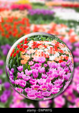 Boule de cristal avec diverses fleurs tulipes au champ à Keukenhof Holland Banque D'Images