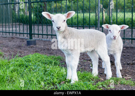 Deux petits agneaux blanc debout dans l'herbe verte sur journée ensoleillée au printemps Banque D'Images