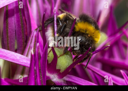 Bourdon sur fleur d'Allium. Banque D'Images