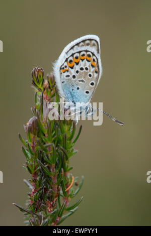 Un papillon bleu étoilé d'argent à Hatchet Moor dans le New Forest. Banque D'Images