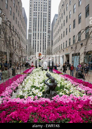 Fleurs du printemps au Rockefeller Center à New York Banque D'Images