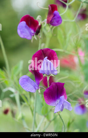 Lathyrus odoratus 'Matucana'. Pois de 'Matucana' fleurit Banque D'Images