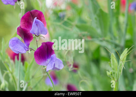 Lathyrus odoratus 'Matucana'. Pois de 'Matucana' fleurit Banque D'Images