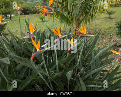 Fleurs Chamarel ile Maurice océan indien Mascaregnes ile Maurice ocean indien tropiques tropical island Banque D'Images