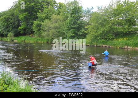 Arrivée de la course de canards Kemnay Banque D'Images